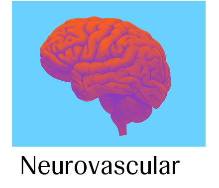 Neurovascular Image